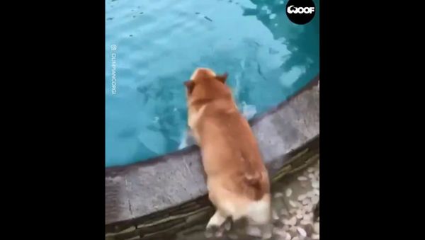 Dog - Sputnik International