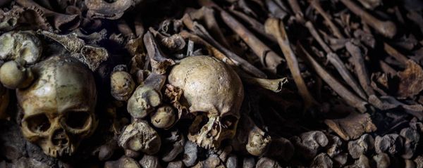 Human bones - Sputnik International