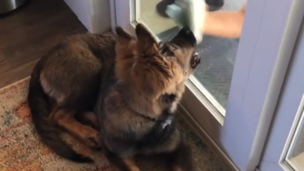 You Missed a Spot! German Shepherd Puppy “Helps” to Wash Window  - Sputnik International