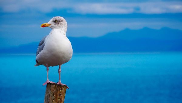 Seagull - Sputnik International
