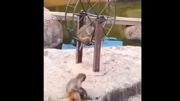 Monkeys - Sputnik International