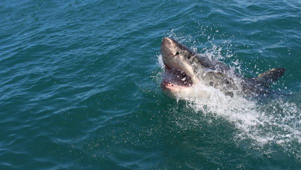 Great white shark - Sputnik International