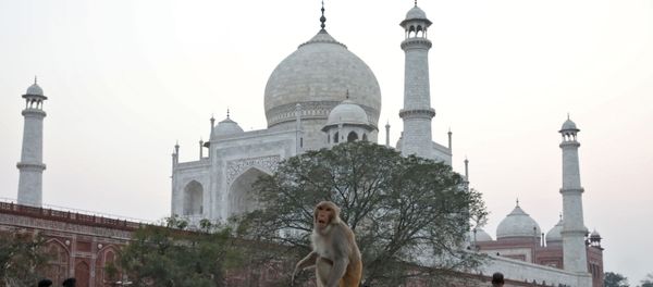 A monkey sits on a bench outside the historic Taj Mahal, where U.S. President Donald Trump and first lady Melania Trump are expected to visit, in Agra, India, February 23, 2020. A monkey sits on a bench outside the historic Taj Mahal, where U.S. President Donald Trump and first lady Melania Trump are expected to visit, in Agra, India, February 23, 2020. - Sputnik International