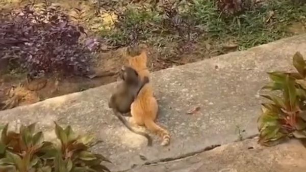 A monkey and a cat - Sputnik International