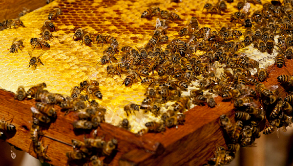 Swarm of Africanized honey bees - Sputnik International