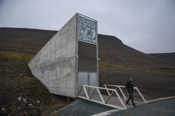 'Safety Deposit Box For World' Takes Delivery of 65,000 Seeds Under Watchful Eye of Norwegian PM - Sputnik International