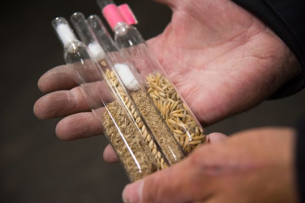 'Safety Deposit Box For World' Takes Delivery of 65,000 Seeds Under Watchful Eye of Norwegian PM - Sputnik International
