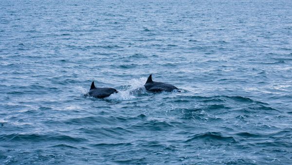 Dolphins  - Sputnik International