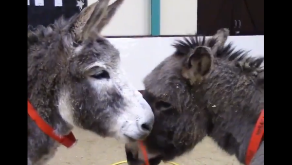Donkeys - Sputnik International