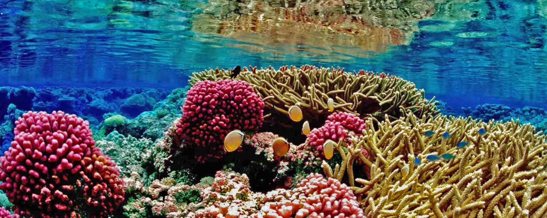 Coral reefs - Sputnik International, 1920, 22.07.2023