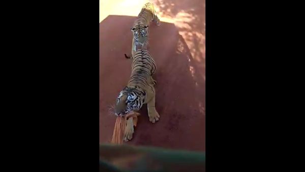 The poor tiger is almost dragged behind the vehicle - Sputnik International