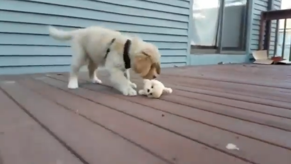Puppy and Toy - Sputnik International