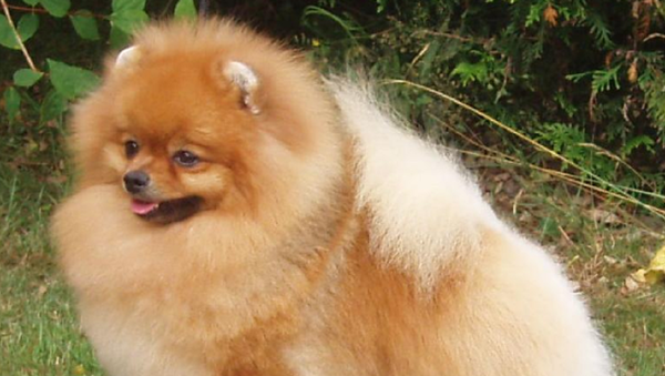 Pomeranian dog - Sputnik International