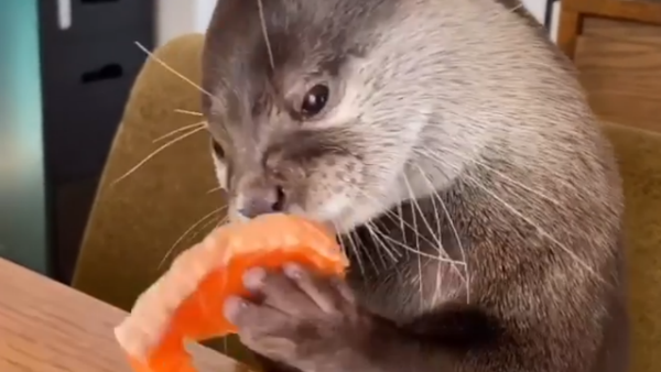 Sashimi Time! Adorable Otter Munches on Salmon  - Sputnik International