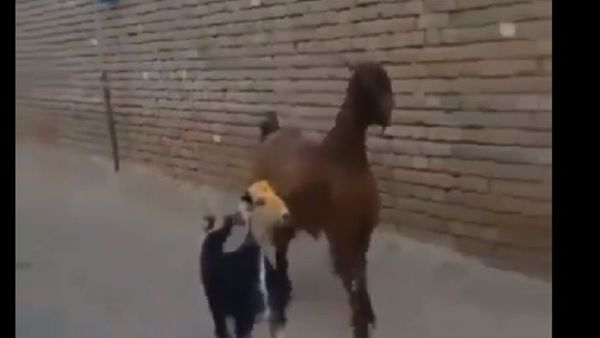 Goats - Sputnik International