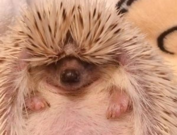 Hedgehog - Sputnik International