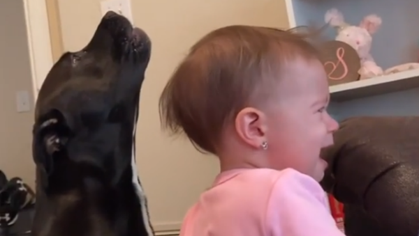 What About Us?! Dog, Baby Cry for Potato Chips - Sputnik International