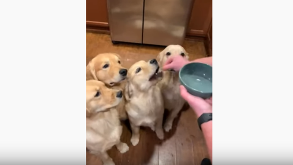 A Light Snack: Golden Retrievers Chomp on Invisible Treats - Sputnik International