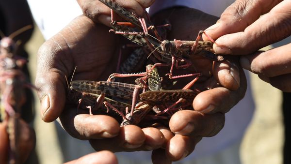 Villagers hold locusts affected by insecticides near Miyal village in Banaskantha district some 250km from Ahmedabad on December 27, 2019 - Sputnik International