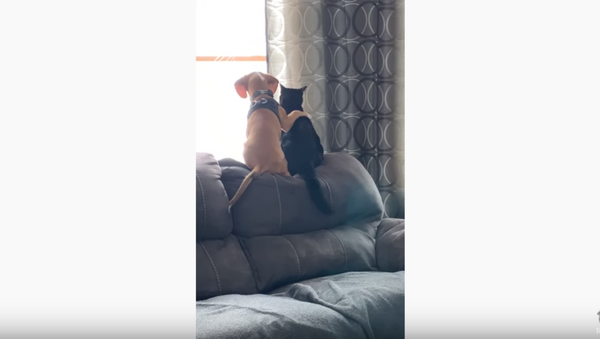 Best Friends Furever: Cat, Puppy Birdwatch Together  - Sputnik International