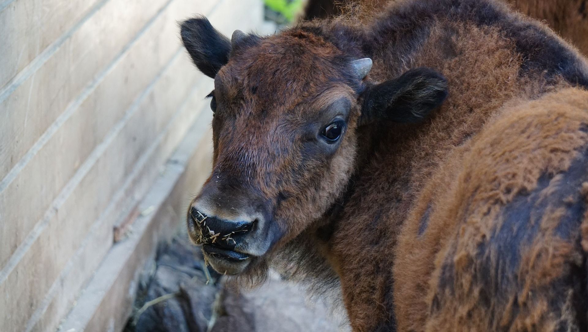 Indian Ascetic Set to Host 'Cow Urine Party' to Fight China’s Coronavirus Ordeal Indian Ascetic Set to Host 'Cow Urine Party' to Fight China’s Coronavirus Ordeal - Sputnik International, 1920, 26.03.2021
