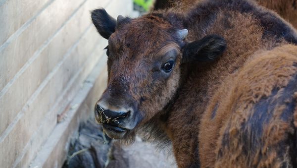 Indian Ascetic Set to Host 'Cow Urine Party' to Fight China’s Coronavirus Ordeal - Sputnik International