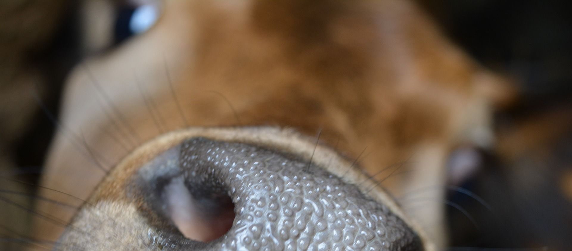 cow - Sputnik International, 1920, 01.09.2020