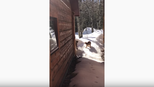 Ferocious Felines: Kitten Takes on Bobcat  - Sputnik International