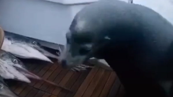 Sushi Time: Fish Loving Seal Hops Aboard for a Snack   - Sputnik International