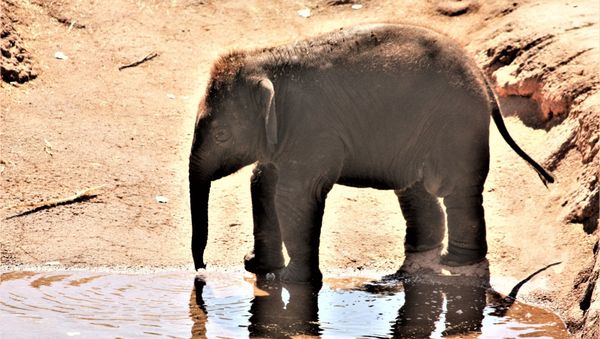 Baby Elephant - Sputnik International
