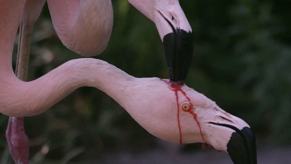 Flamingo - Sputnik International