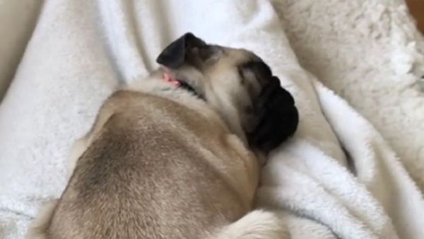 Dog - Sputnik International