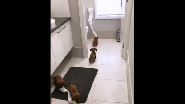 Puppies - Sputnik International