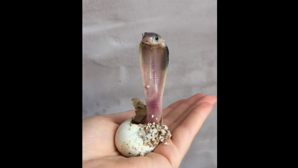 Baby Cobra - Sputnik International
