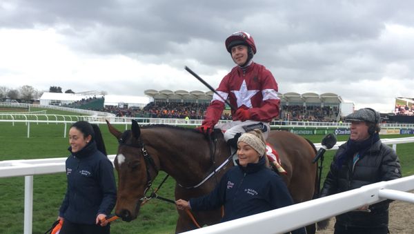 Tiger Roll, after his win in the Cross Country race in 2019 - Sputnik International