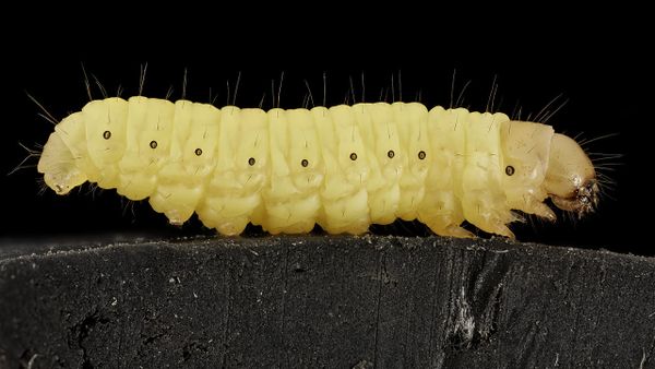 Waxworm - Sputnik International