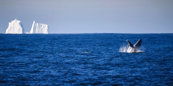 South Pole Journey: A Close-Up of Antarctica From the Deck of a Research Vessel - Sputnik International
