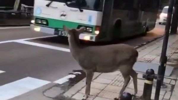 Crossing the streets of Nara Japan - Sputnik International