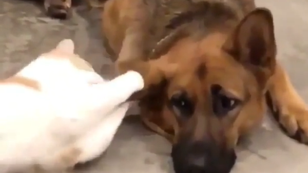 This Toy’s the Best! Cat Plays With German Shepherd  - Sputnik International