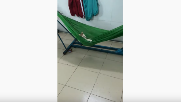 My Spot! Cat Loves its Hammock  - Sputnik International