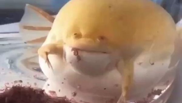 Toad - Sputnik International