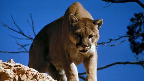 Lion - Sputnik International