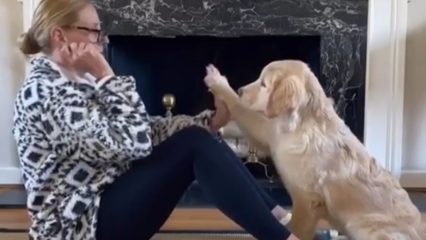 Training the Day Away: Golden Retriever Helps Owner Do Sit-Ups  - Sputnik International