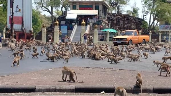‘Planet of the Apes?’ Hundreds of Monkeys Brawl Over Single Banana in Thailand – Video - Sputnik International