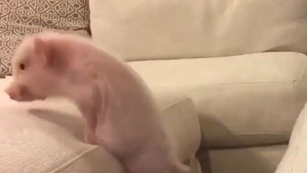 Pig - Sputnik International
