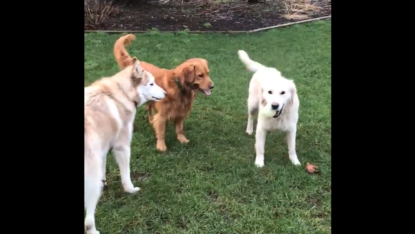 Dropping the Ball: Golden Retriever’s Pals Desire Toy  - Sputnik International