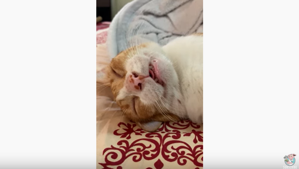 The Fangover: Cat Conked Out After Long Night - Sputnik International
