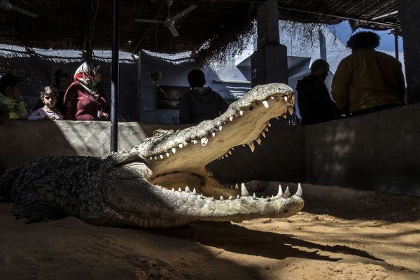 Give Me a Smile, Crocodile: Reptiles From Egyptian Village Live Side by Side With People - Sputnik International
