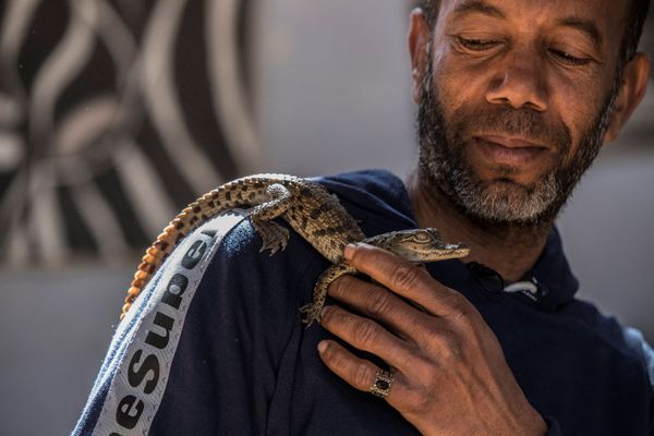 Give Me a Smile, Crocodile: Reptiles From Egyptian Village Live Side by Side With People - Sputnik International