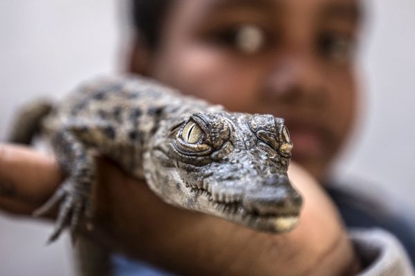 Give Me a Smile, Crocodile: Reptiles From Egyptian Village Live Side by Side With People - Sputnik International